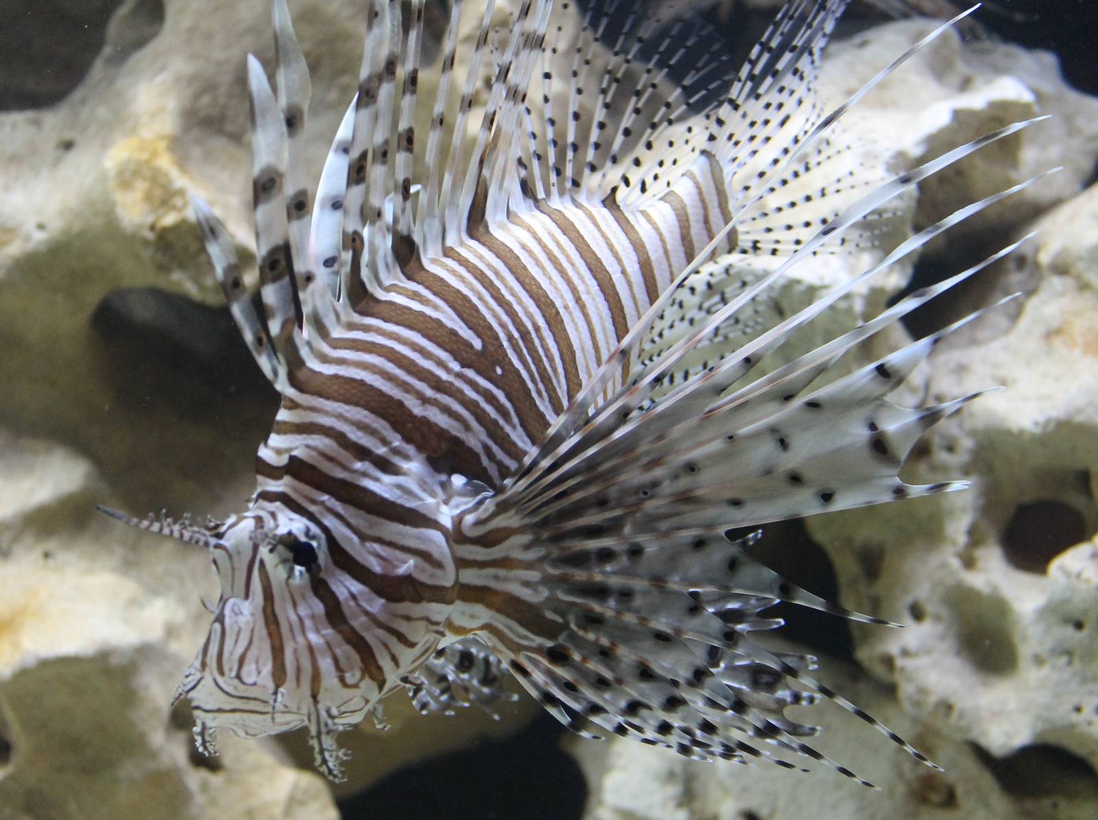 Lion fish