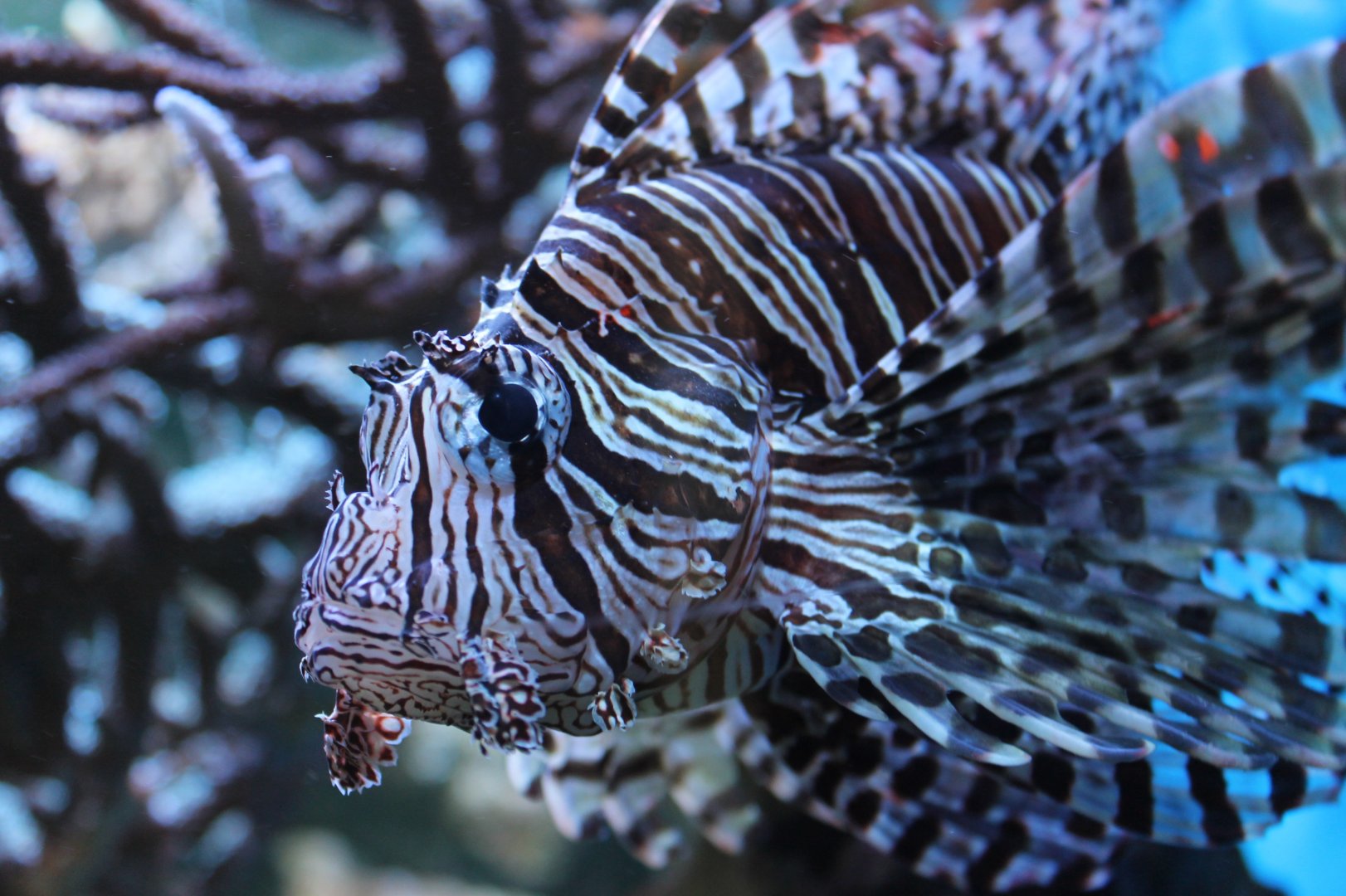 Lion Fish