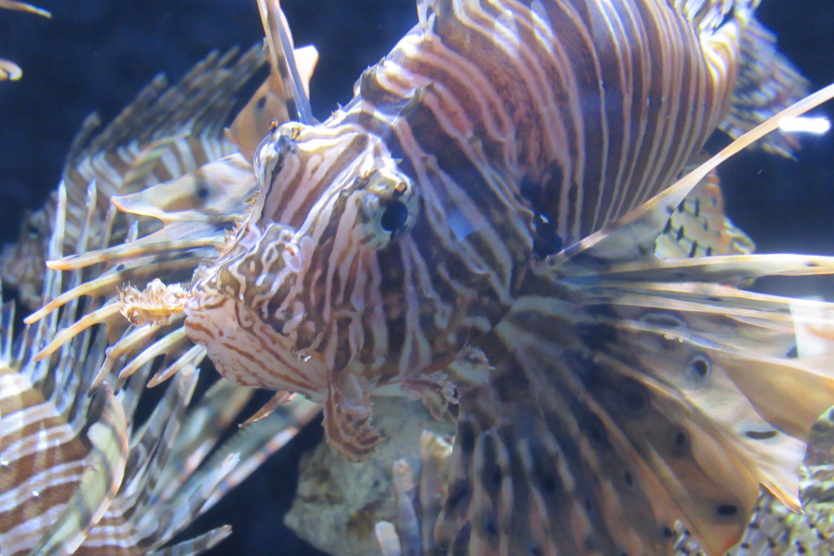 lion fish