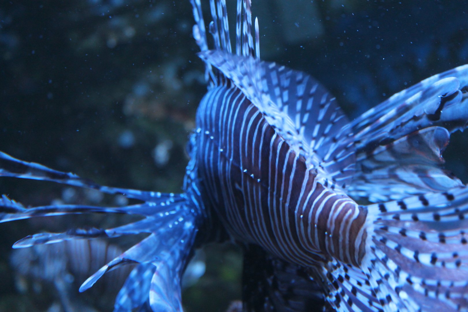 Lion Fish