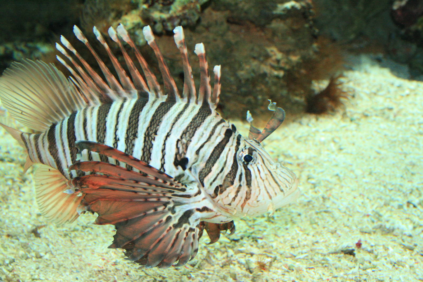 lion fish