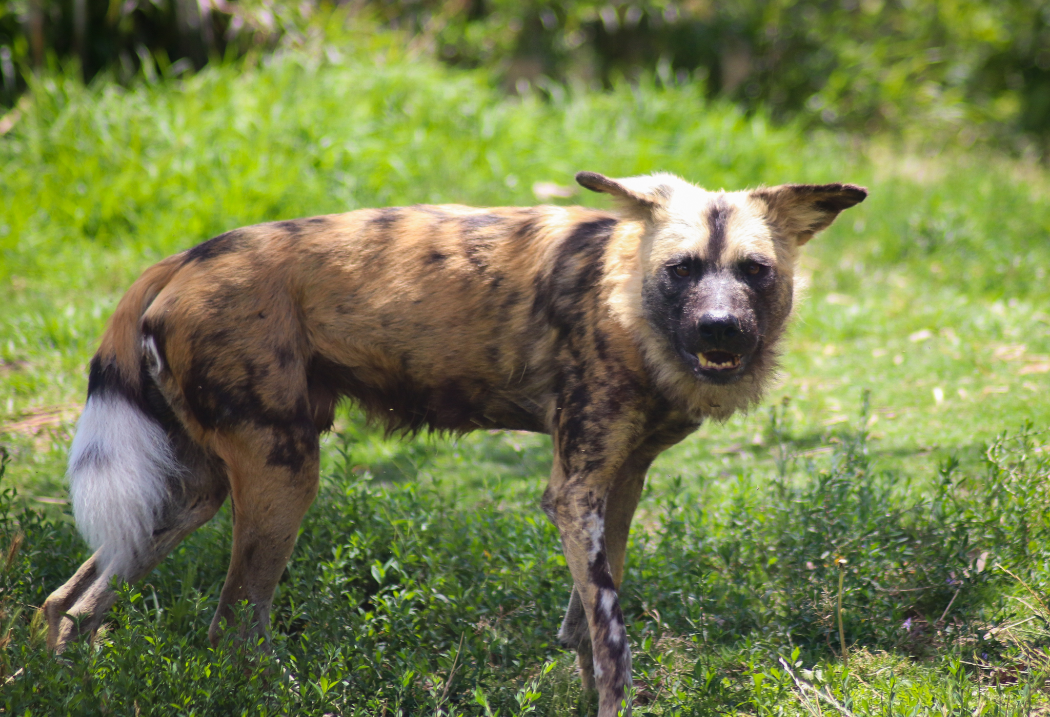 Lion Gorge - African Wild Dog (Lycaon pictus) - December 2018