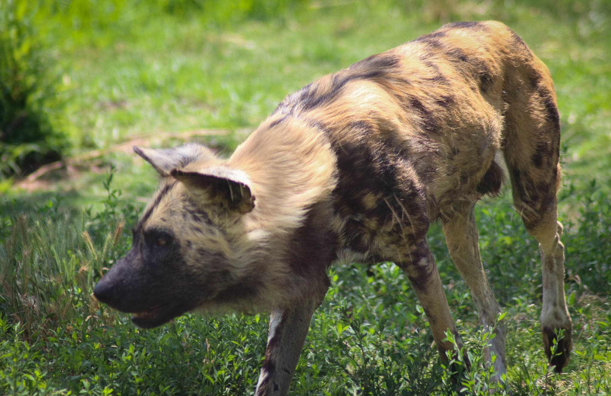 Lion Gorge - African Wild Dog (Lycaon pictus) - December 2018