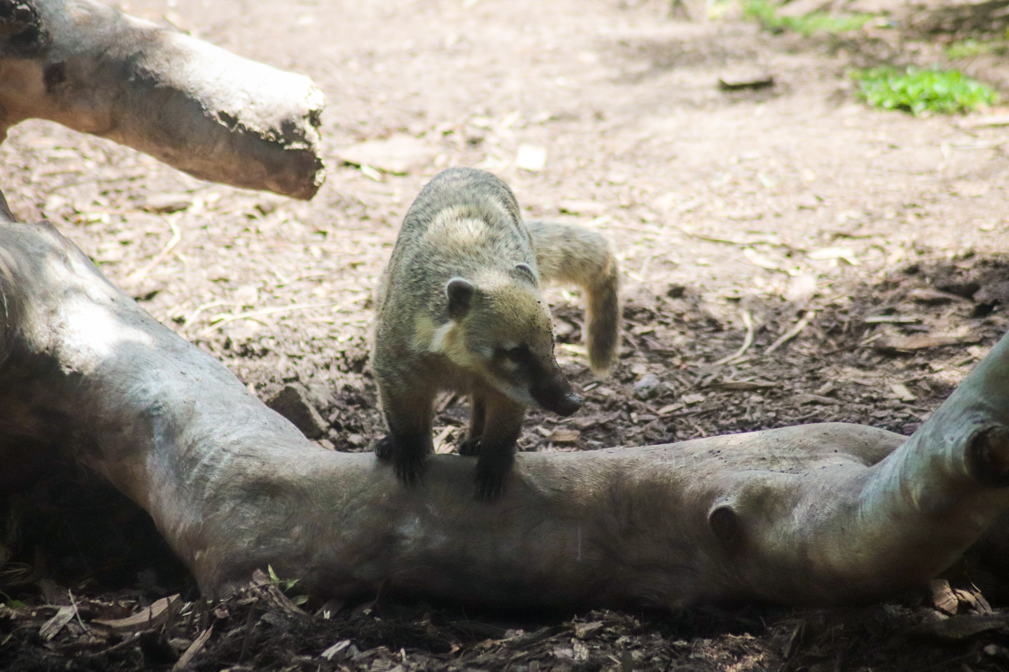 Lion Gorge - Brown-nosed Coati (Nasua nasua) - December 2018