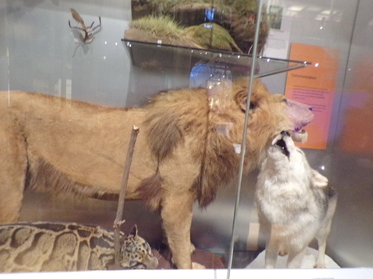 Lion, Grey wolf and Clouded leopard 30.12.22