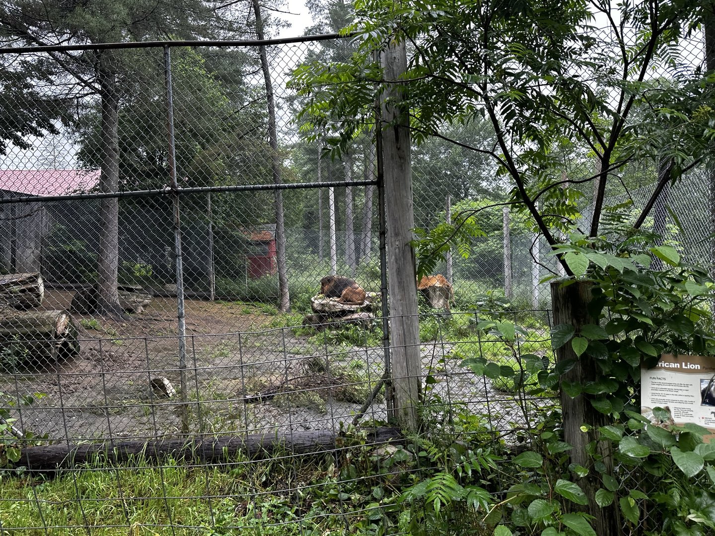 Lion Habitat (2)