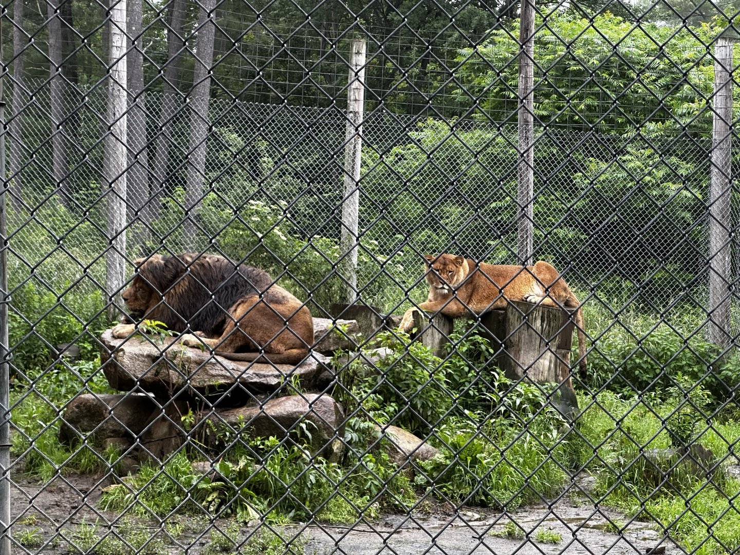 Lion Habitat (2)