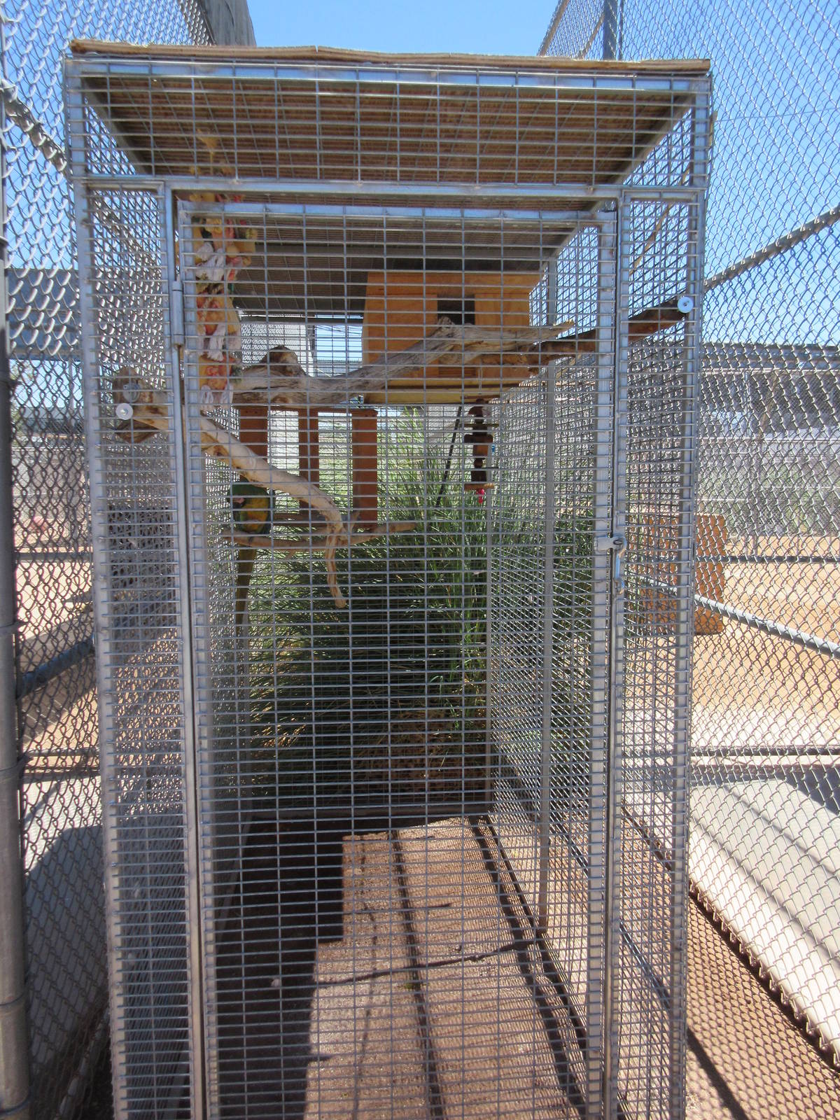 Lion Habitat Ranch (Nevada) - Blue and Gold Macaw Exhibit