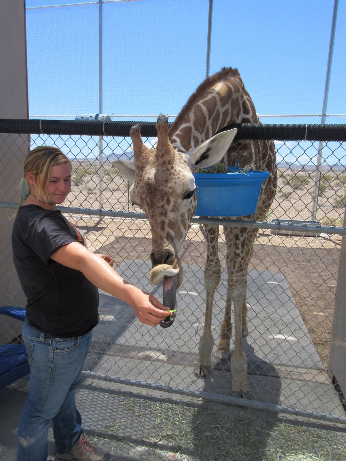 Lion Habitat Ranch (Nevada) - Giraffe Feeding Area (with employee)
