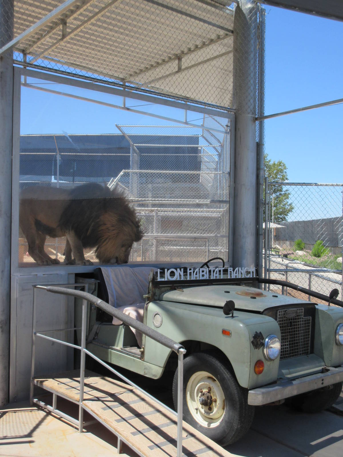 Lion Habitat Ranch (Nevada) - Lion Exhibit