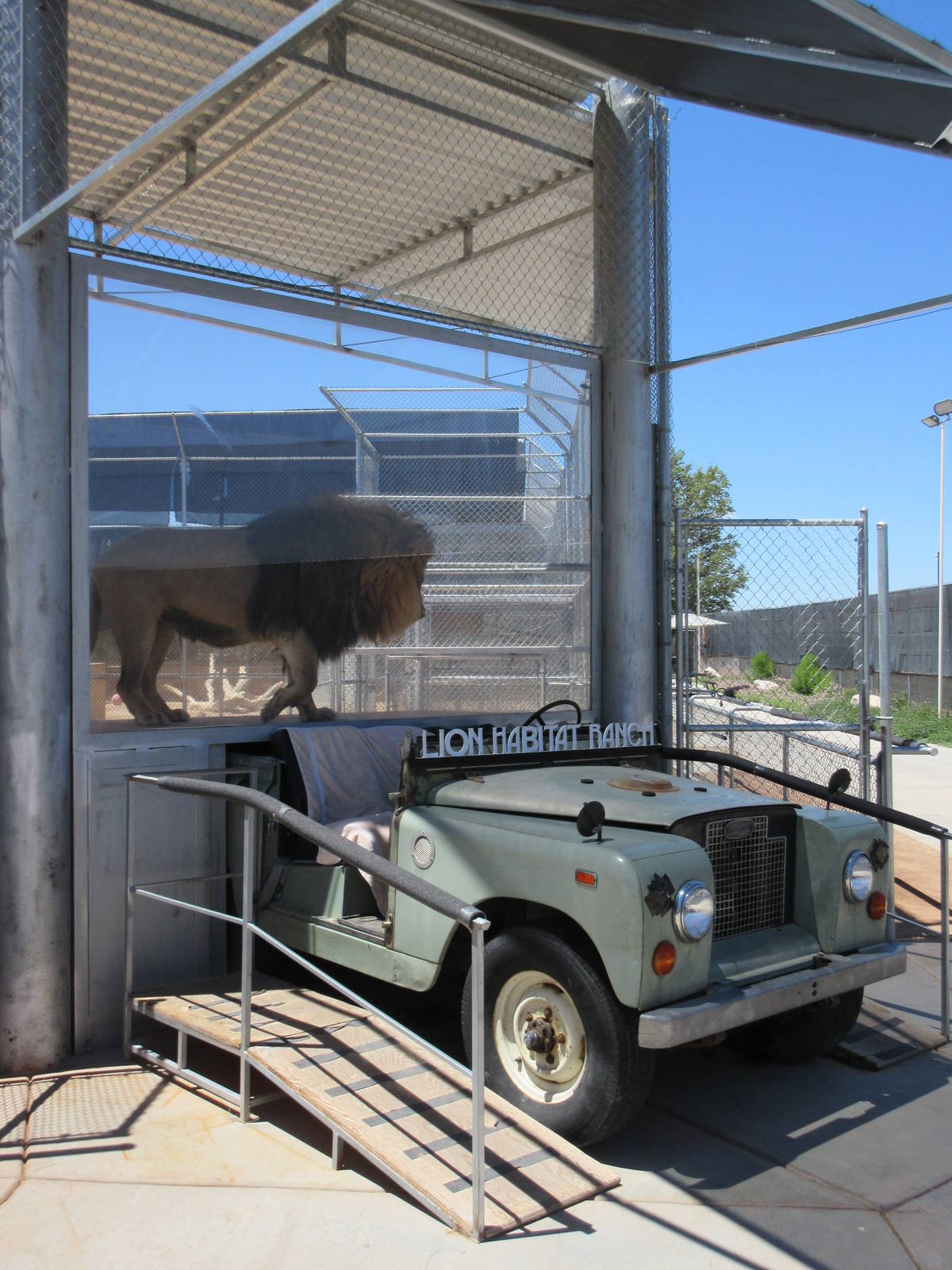 Lion Habitat Ranch (Nevada) - Lion Exhibit