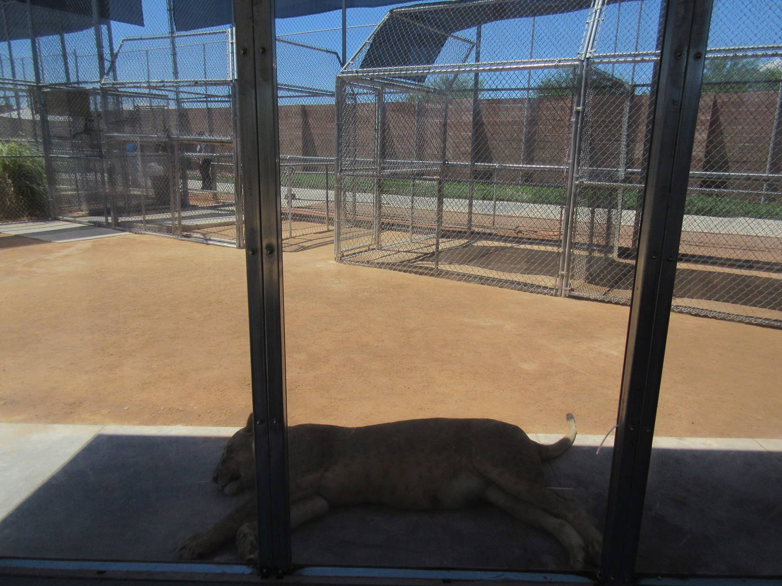 Lion Habitat Ranch (Nevada) - Lion Exhibit
