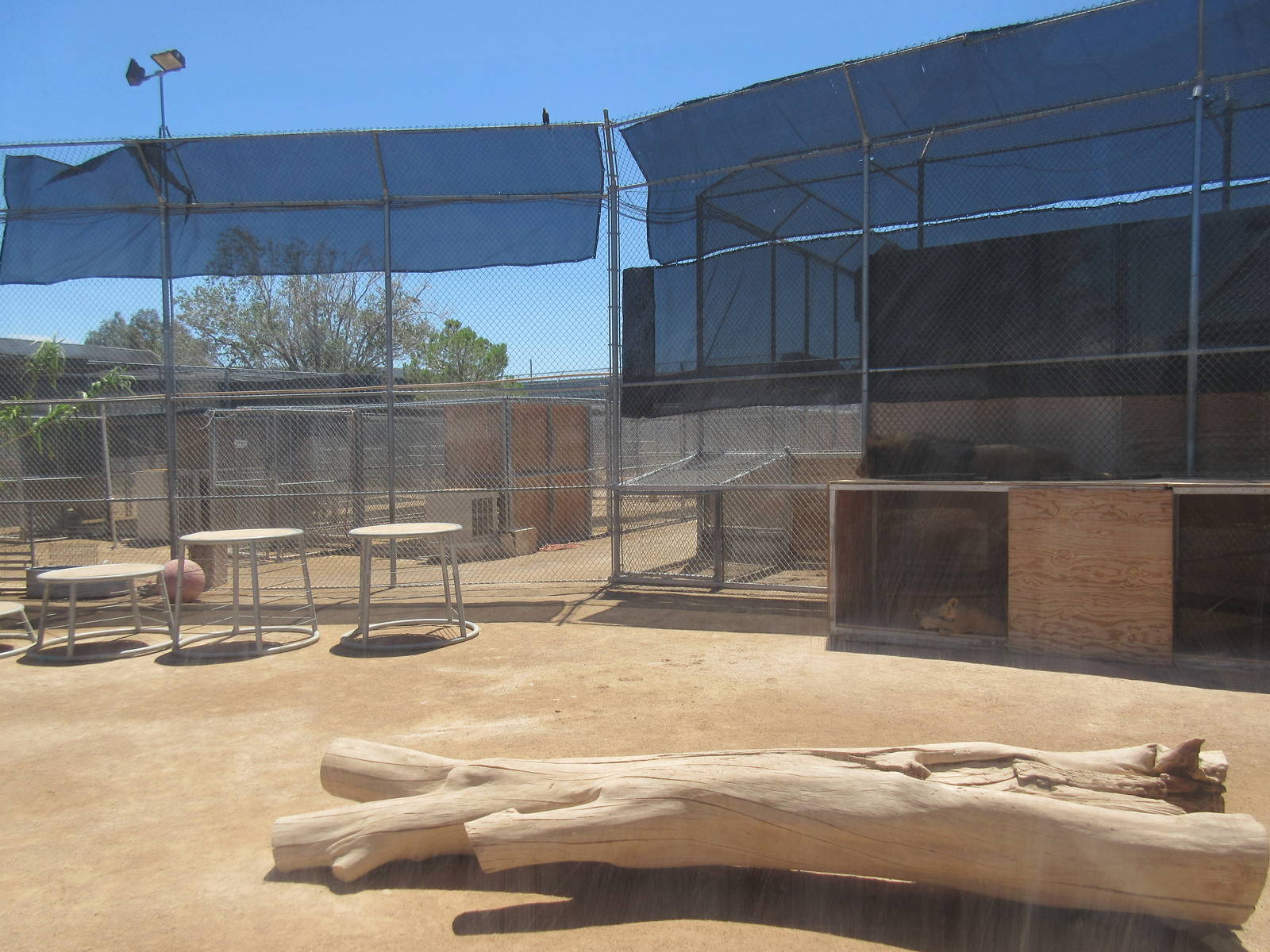 Lion Habitat Ranch (Nevada) - Lion Exhibit