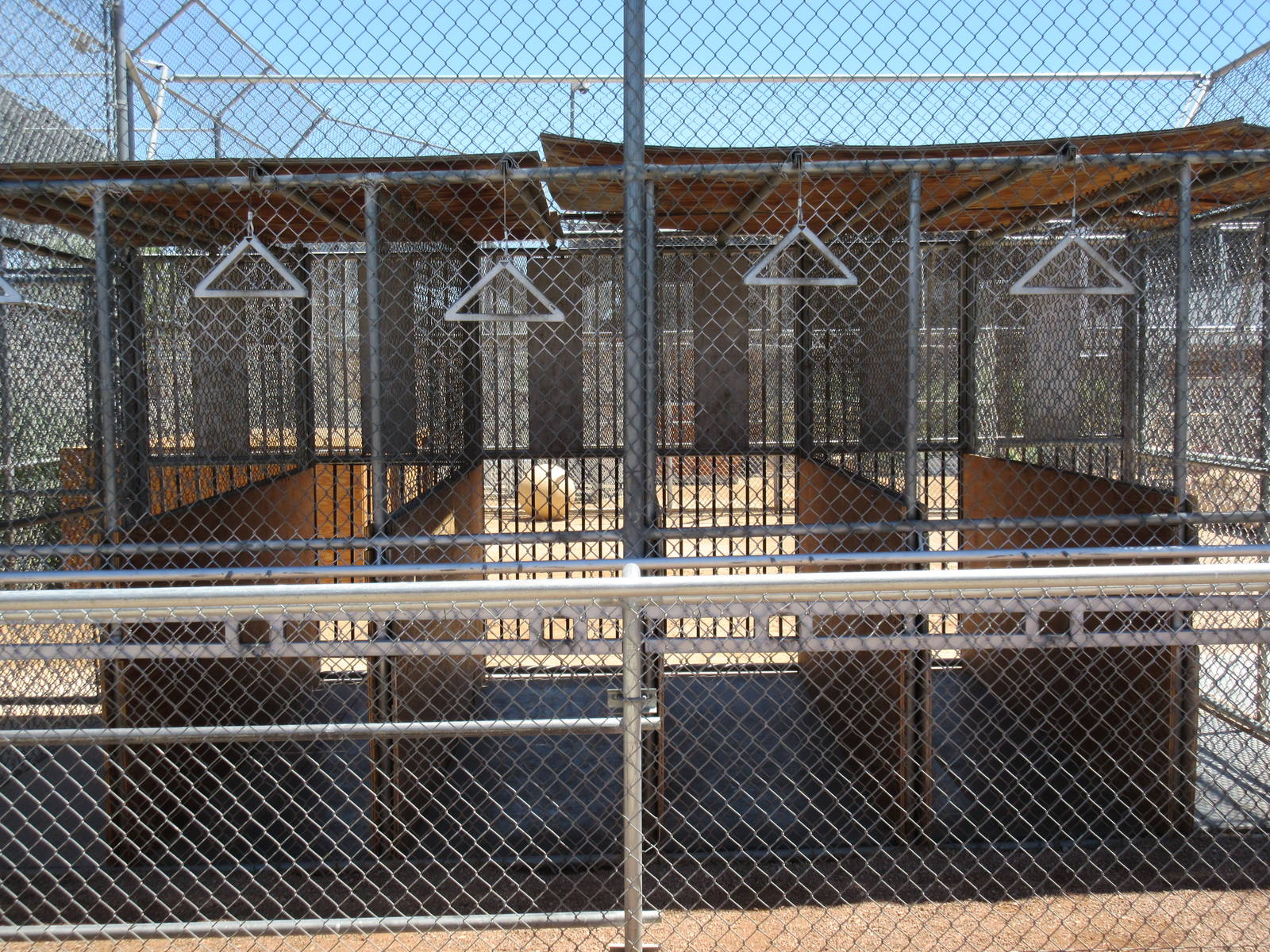 Lion Habitat Ranch (Nevada) - Lion Exhibit