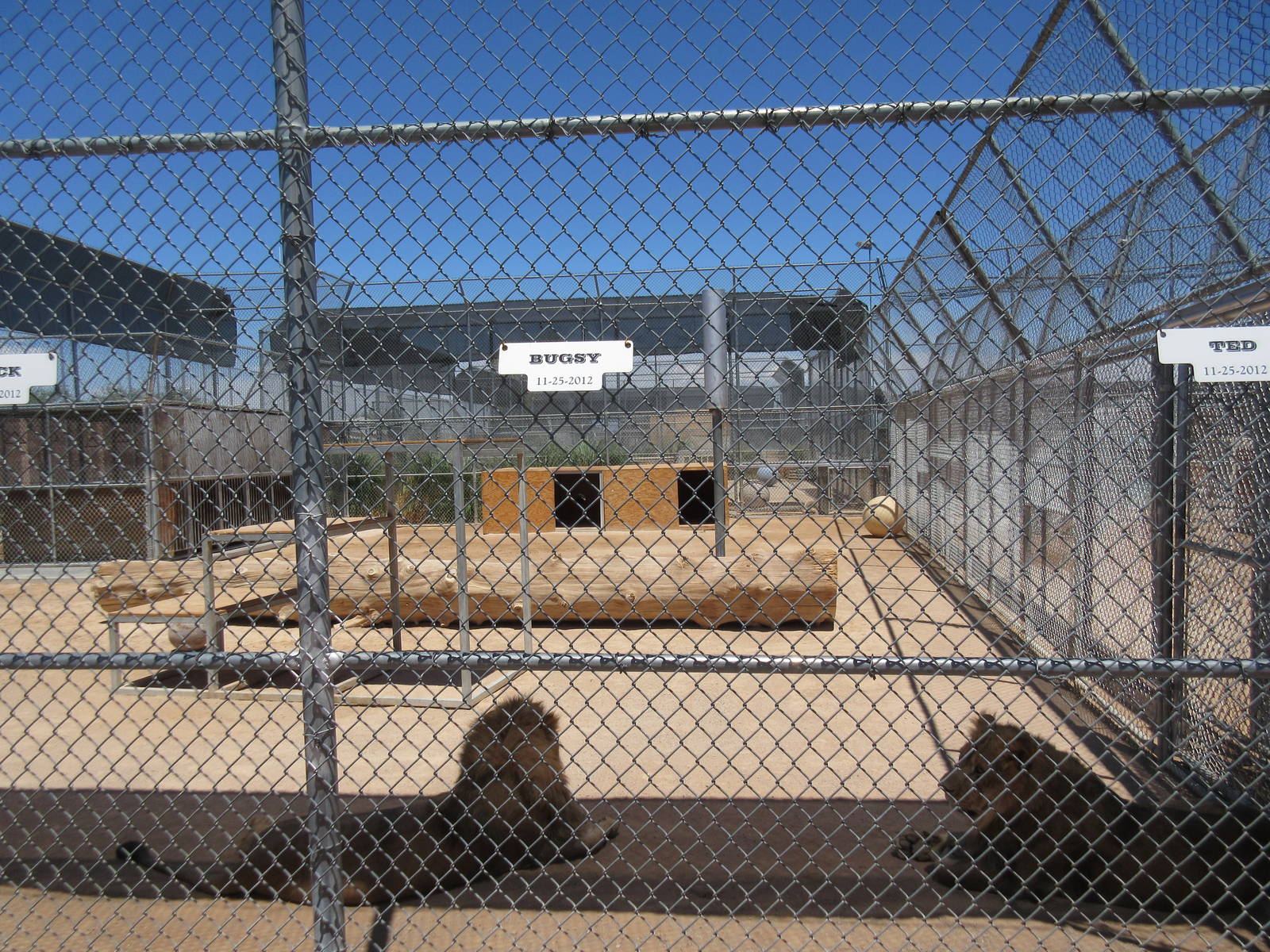Lion Habitat Ranch (Nevada) - Lion Exhibit
