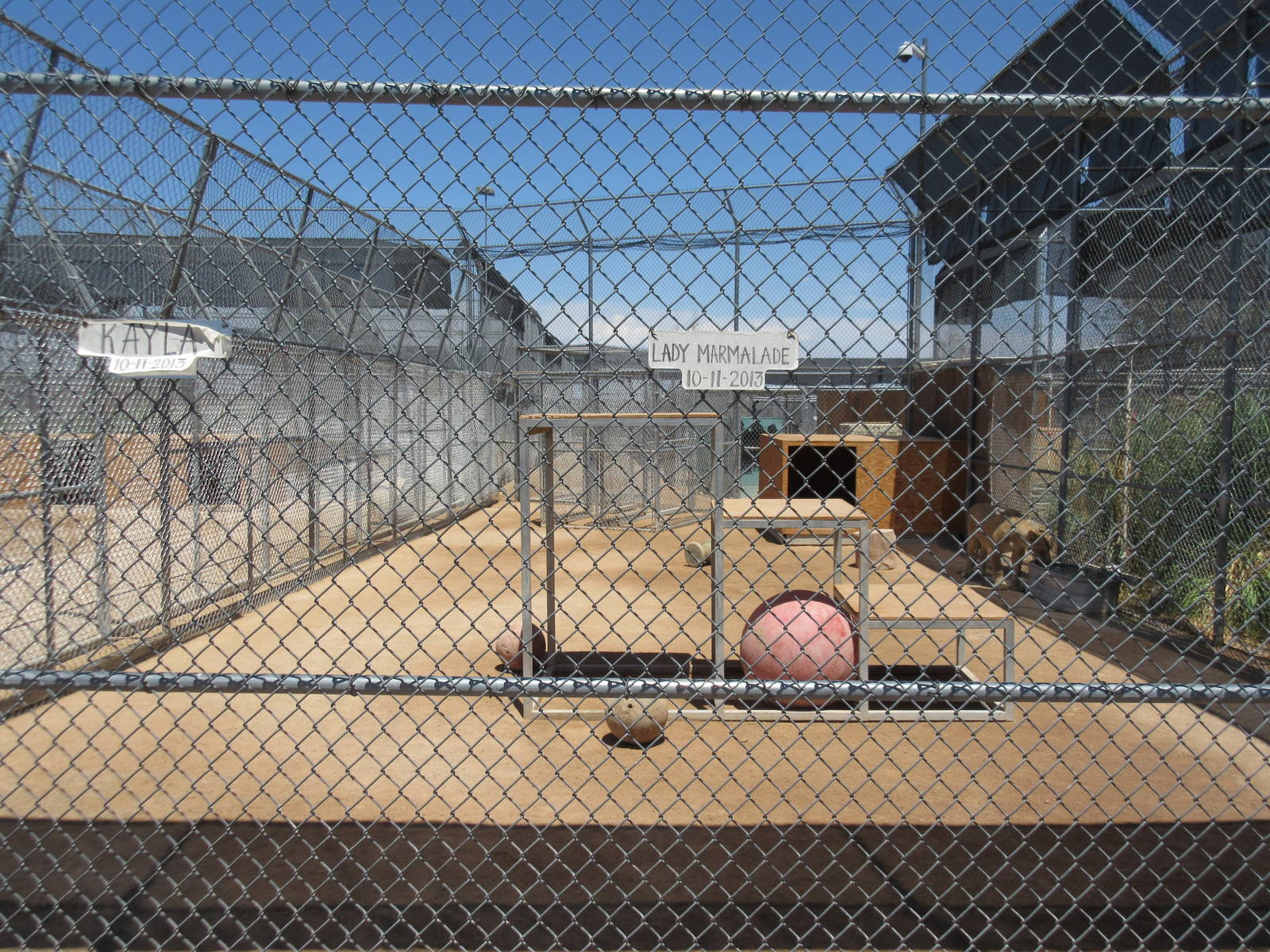 Lion Habitat Ranch (Nevada) - Lion Exhibit