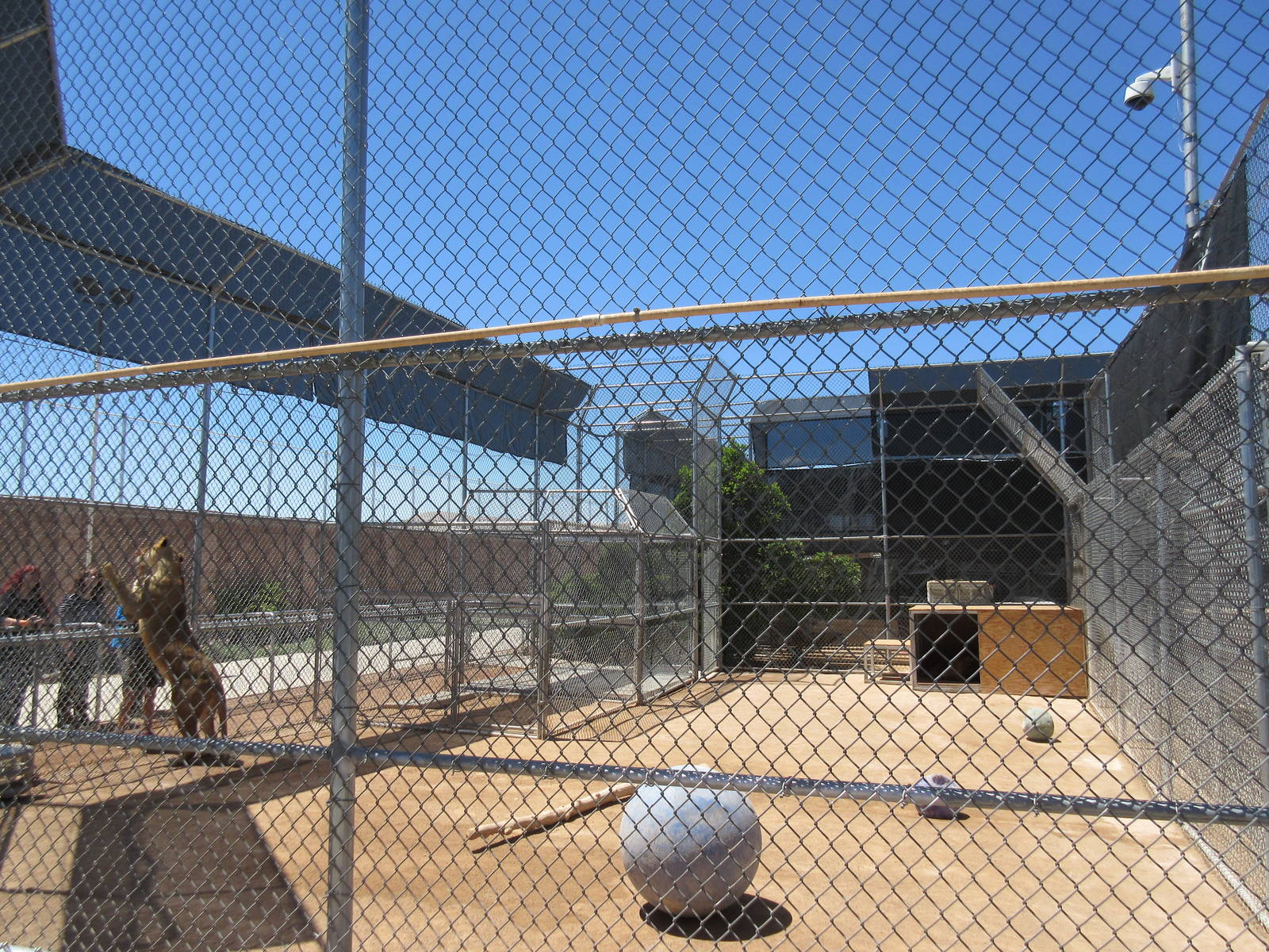 Lion Habitat Ranch (Nevada) - Lion Exhibit