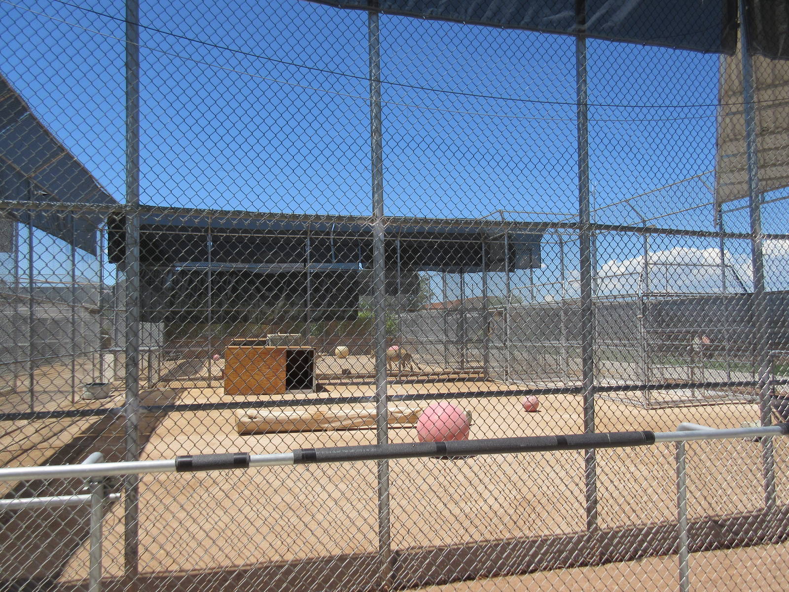 Lion Habitat Ranch (Nevada) - Lion Exhibit
