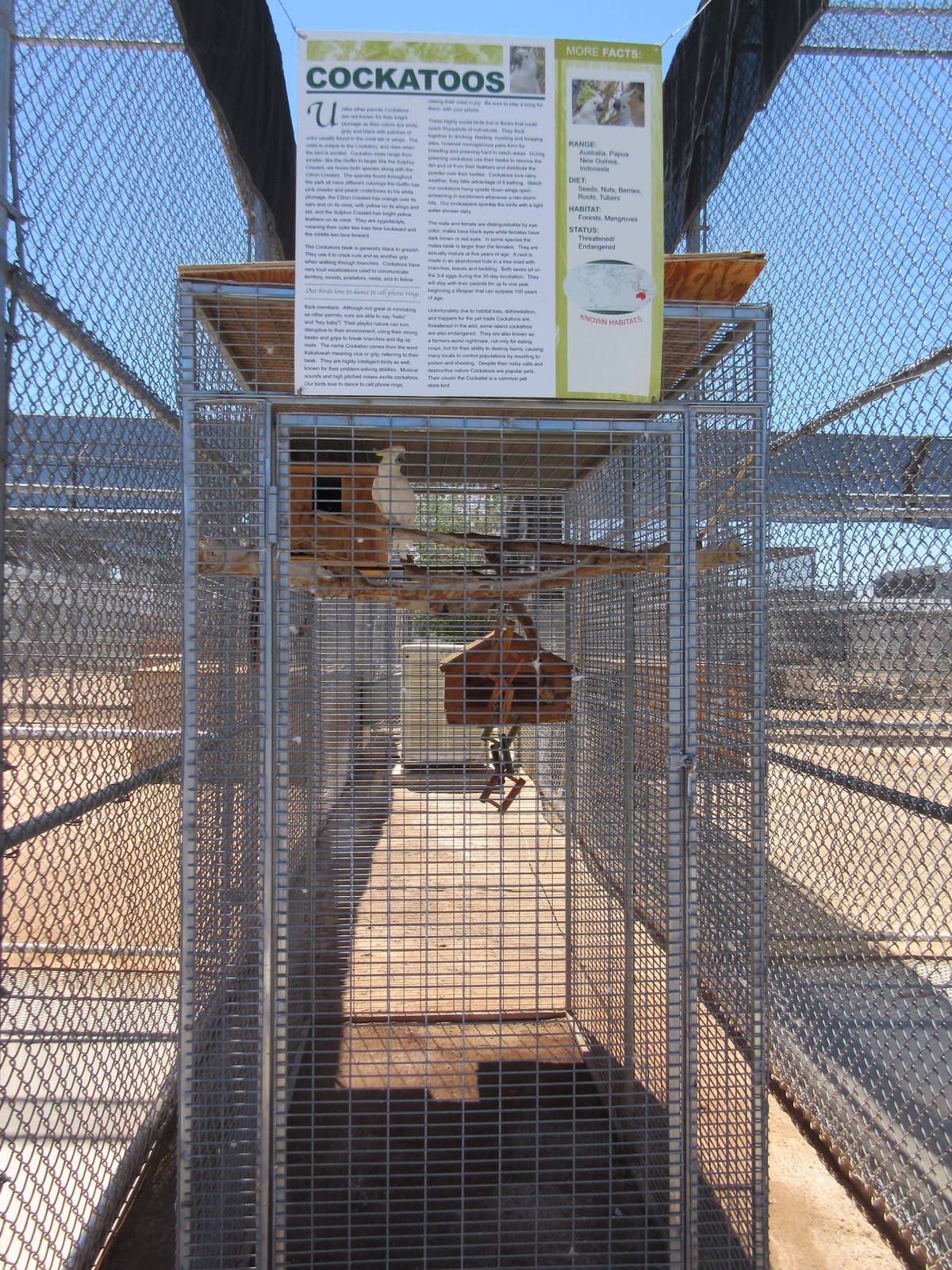 Lion Habitat Ranch (Nevada) - Sulphur Crested Cockatoo Exhibit