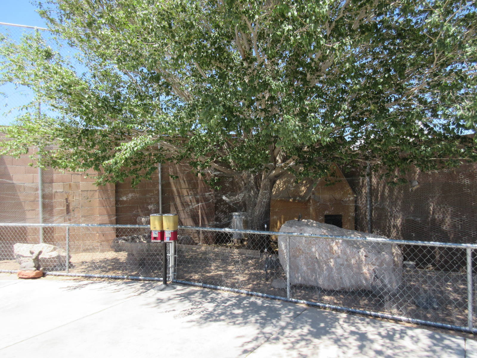 Lion Habitat Ranch (Nevada) - Vulturine Guineafowl Exhibit