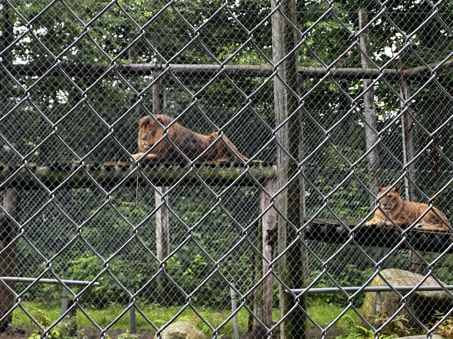 Lion Habitat
