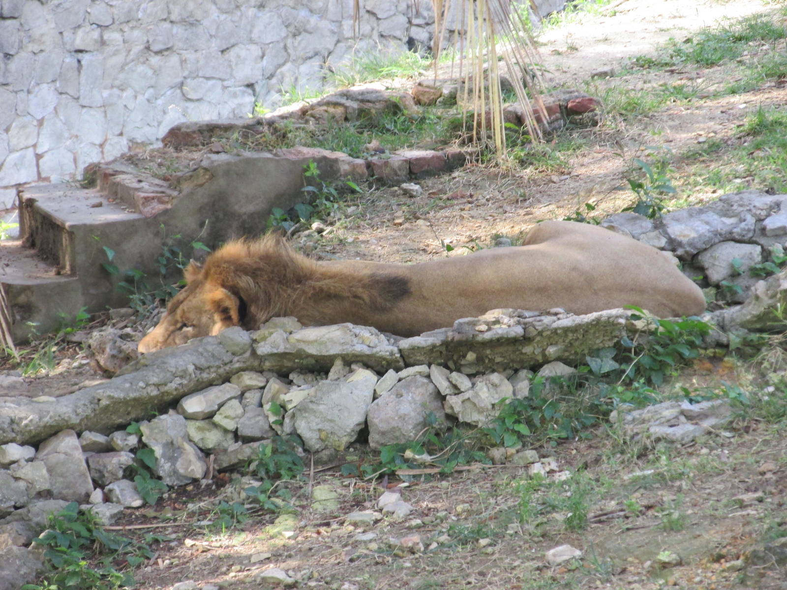 lion havana zoo
