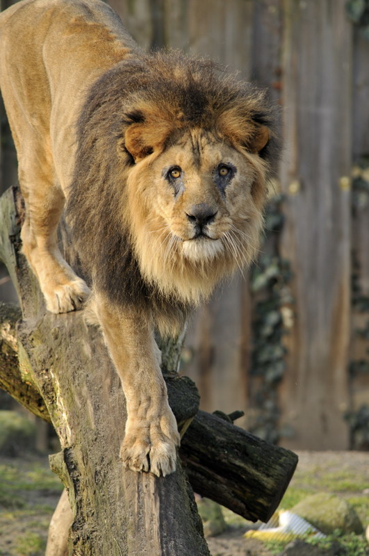 Lion Heinrich at Schwerin Zoo