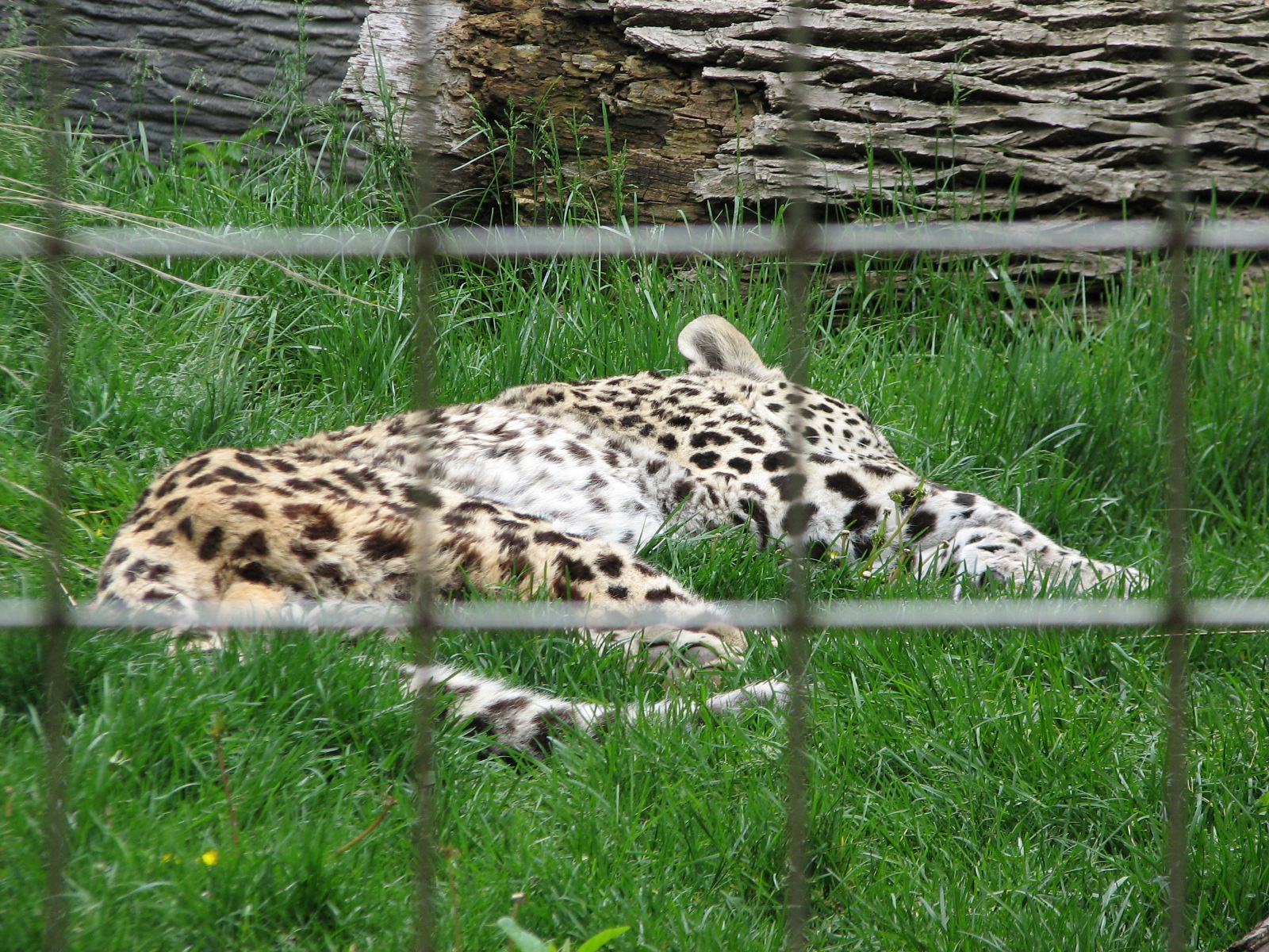 Lion House - Afghan Leopard Exhibit