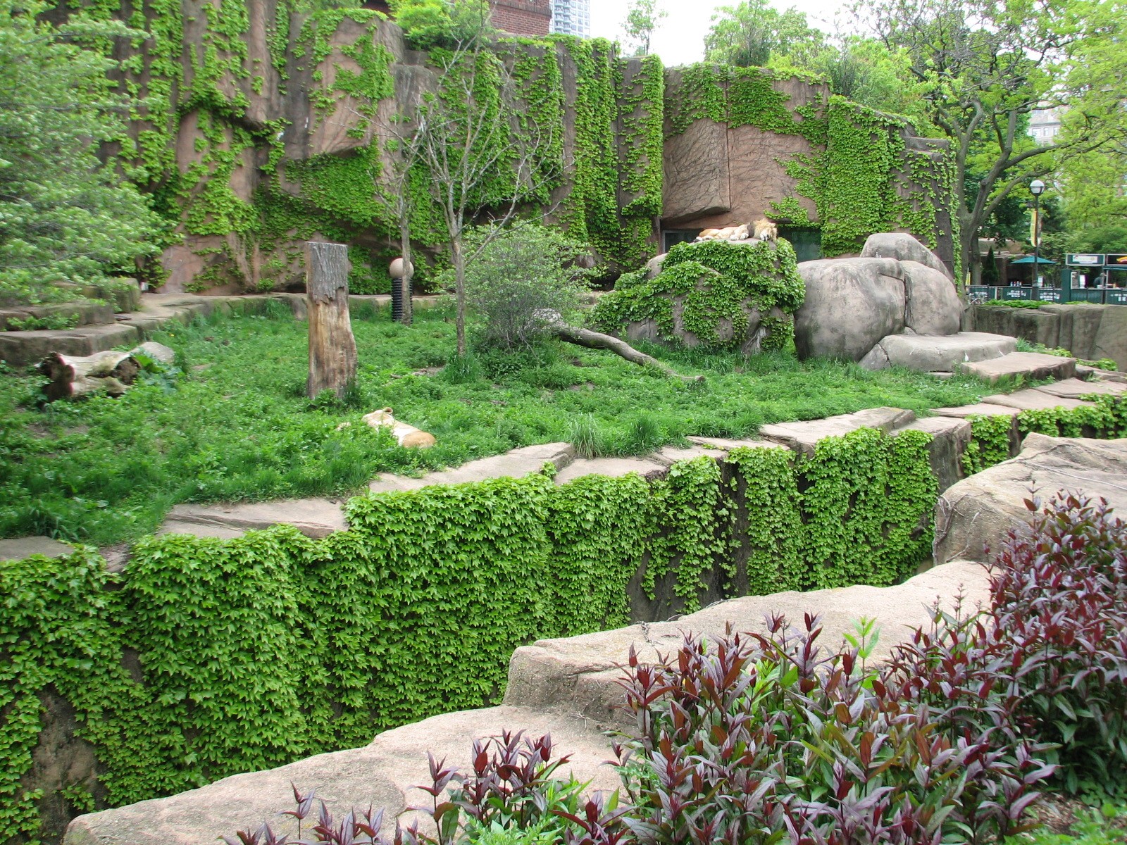 Lion House - African Lion Exhibit