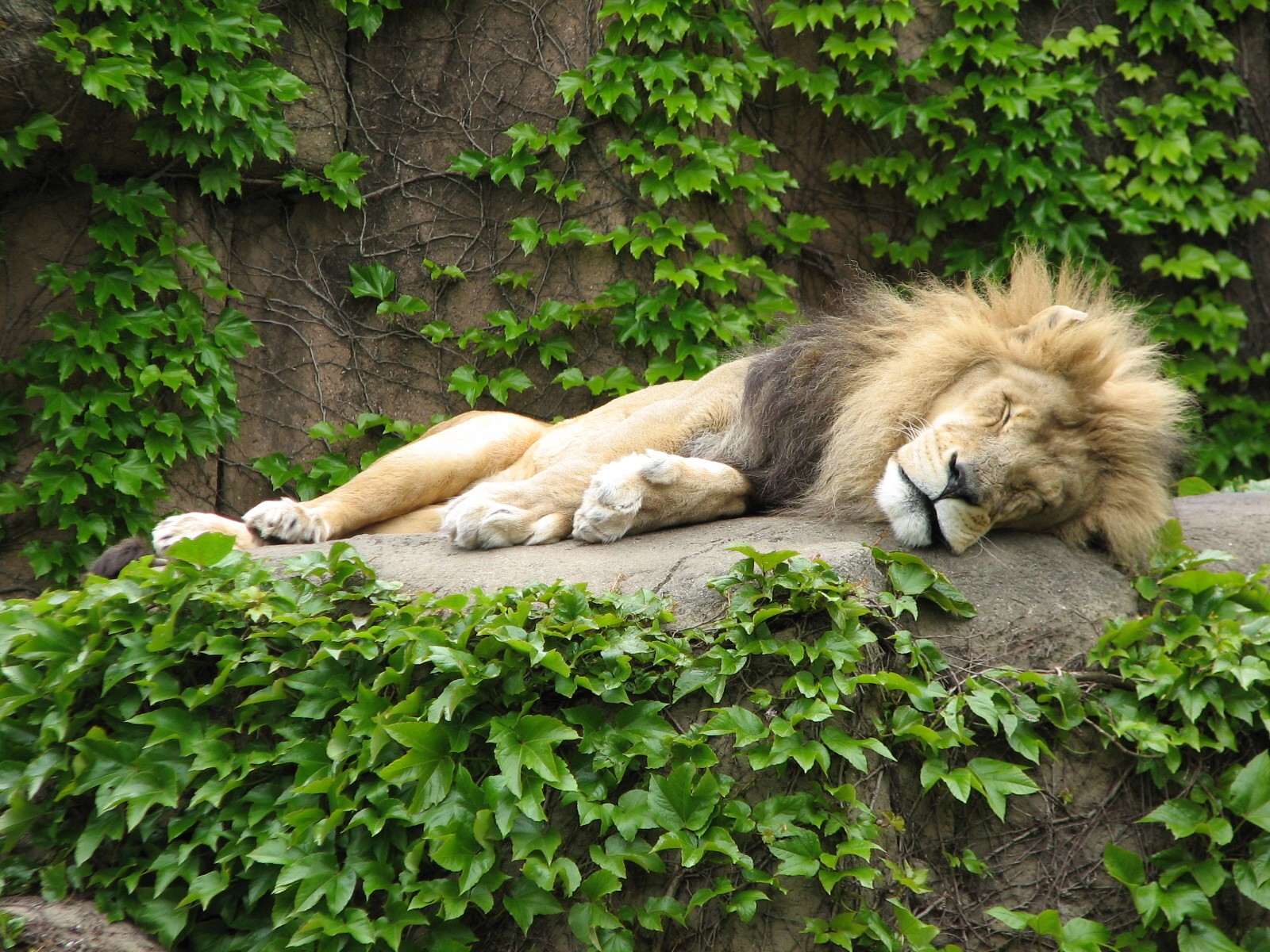 Lion House - African Lion Exhibit