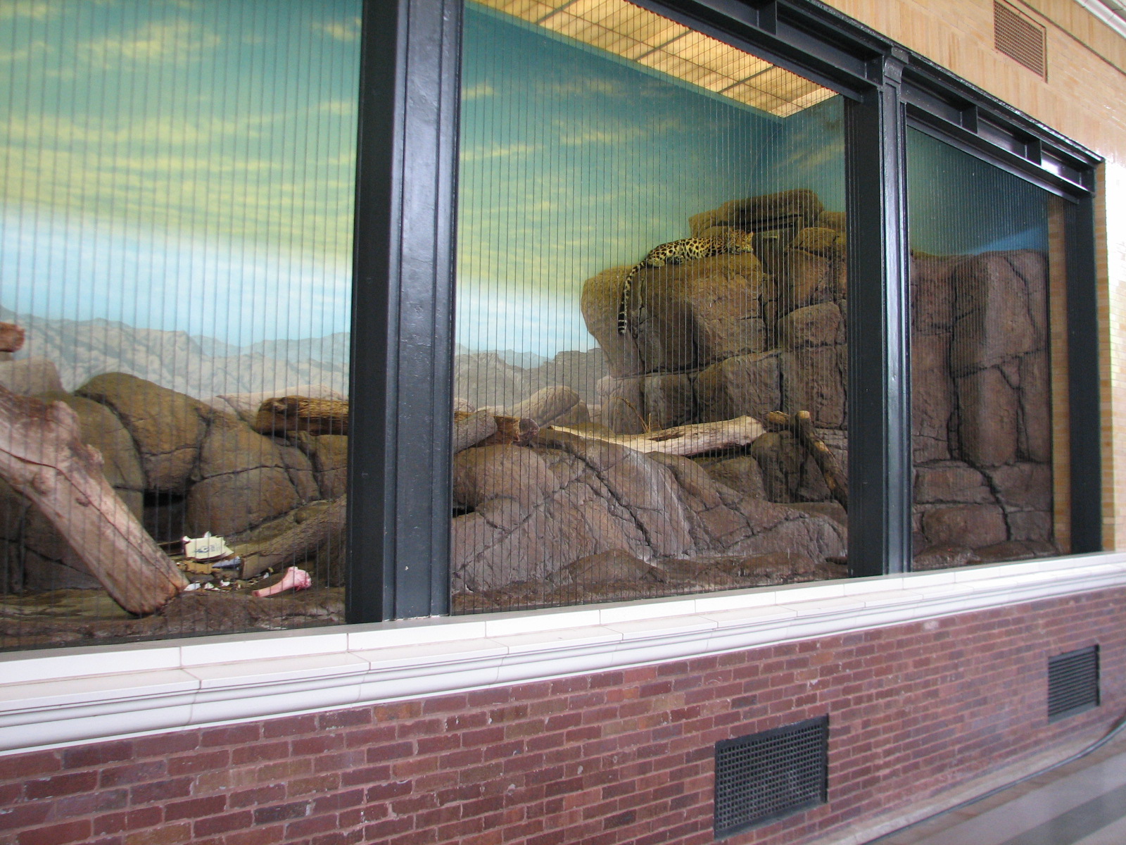 Lion House - Amur Leopard Exhibit