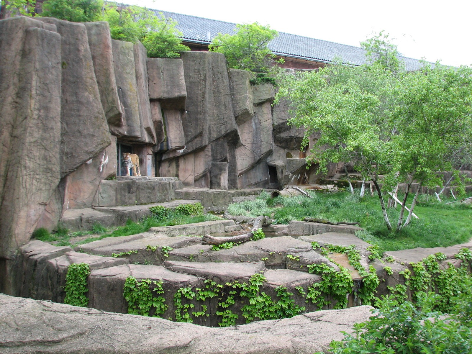 Lion House - Amur Tiger Exhibit