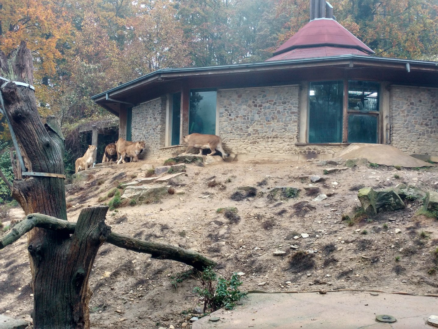 Lion house and enclosure, October 2016
