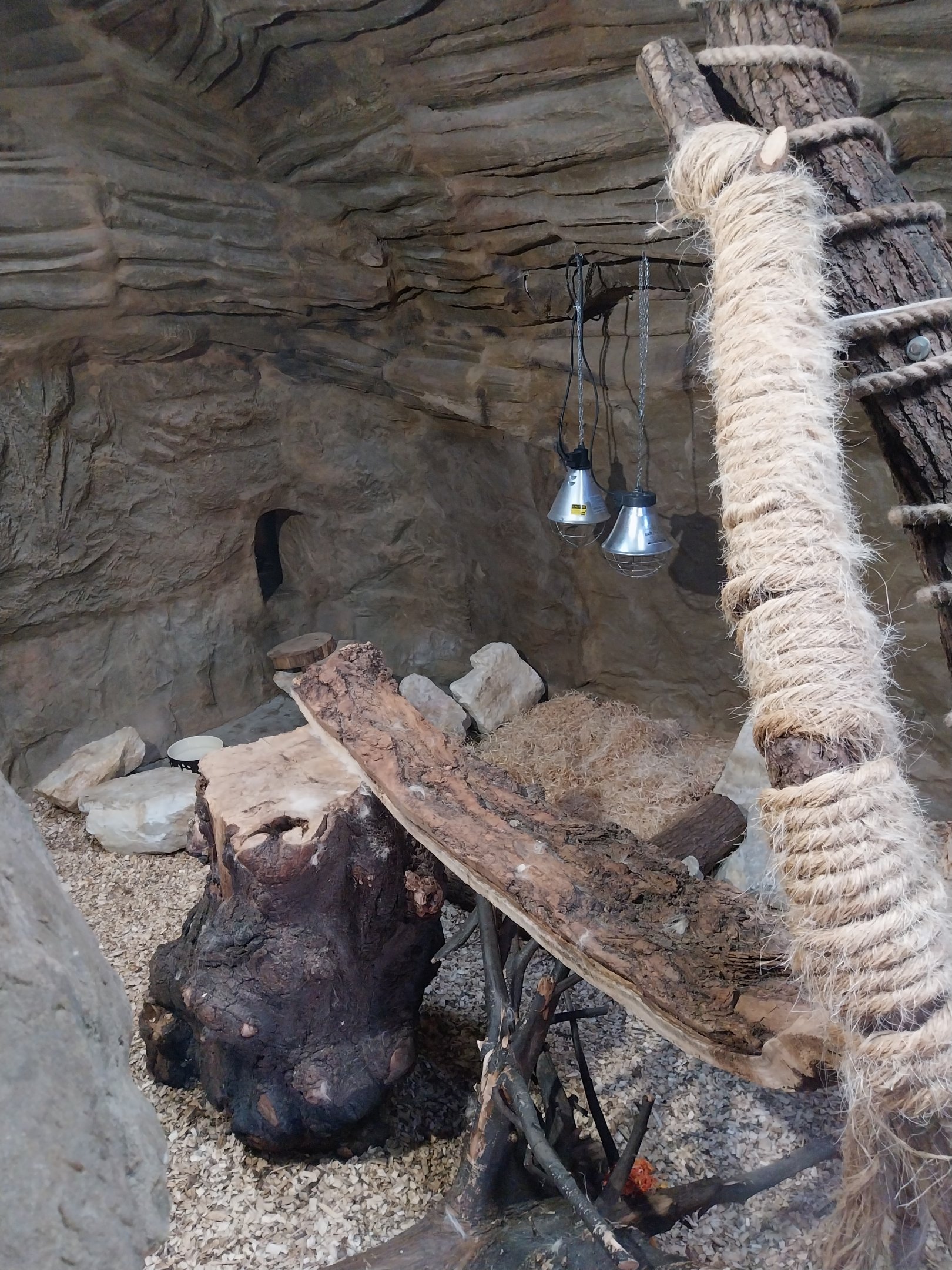 Lion House - Arabian Sand Cat (Felis margarita harrisoni) - Enclosure 1