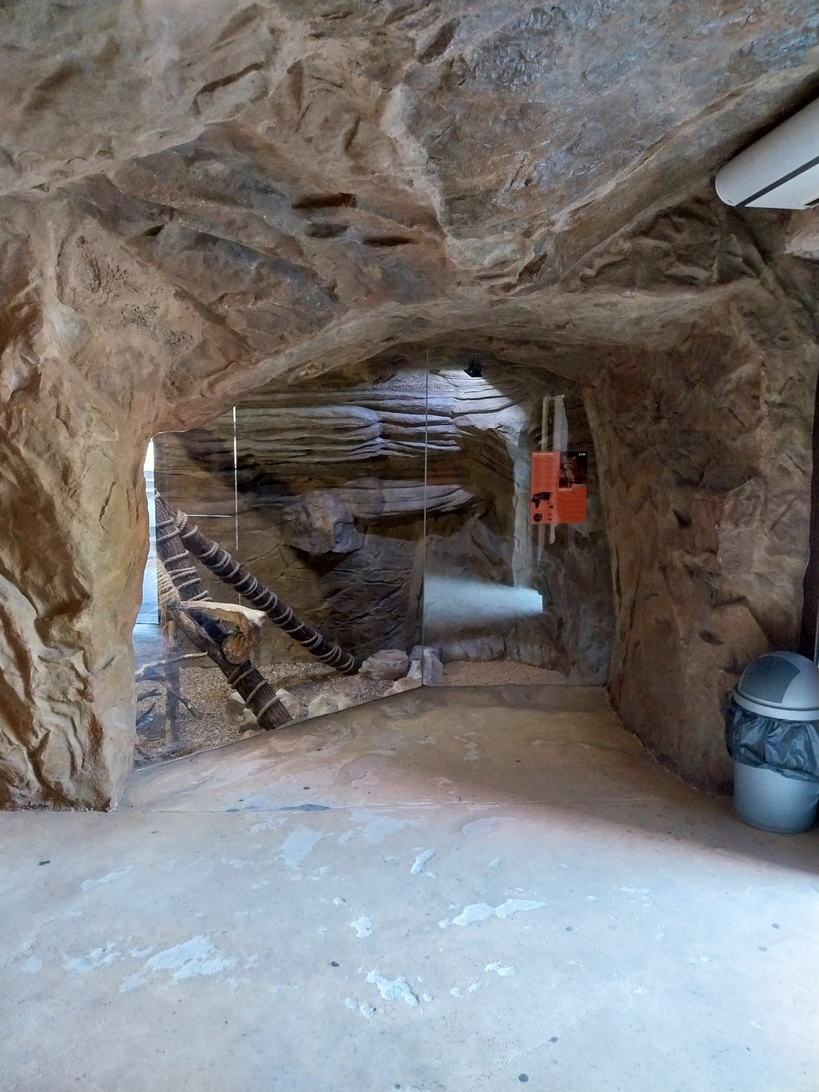 Lion House - Arabian Sand Cat (Felis margarita harrisoni) - Enclosure 1