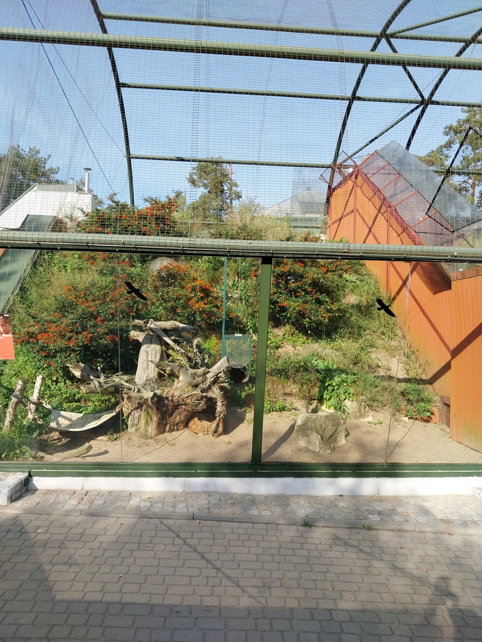 Lion House - Arabian Sand Cat (Felis margarita harrisoni) - Enclosure 1