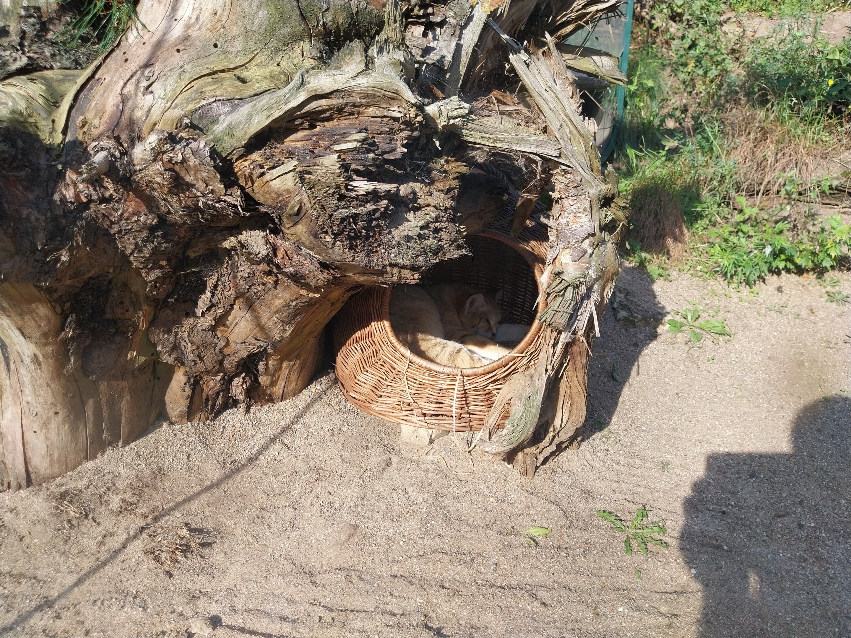 Lion House - Arabian Sand Cat (Felis margarita harrisoni) - Enclosure 1