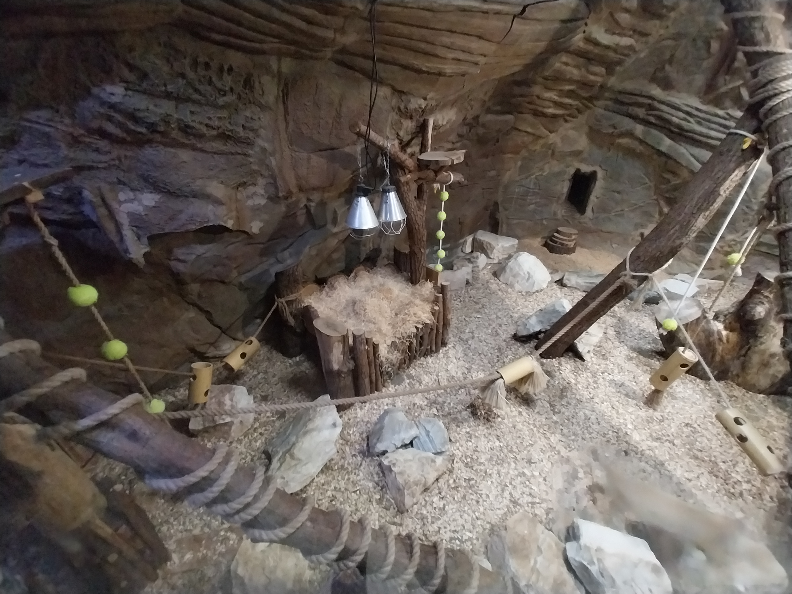 Lion House - Arabian Sand Cat (Felis margarita harrisoni) - Enclosure 2