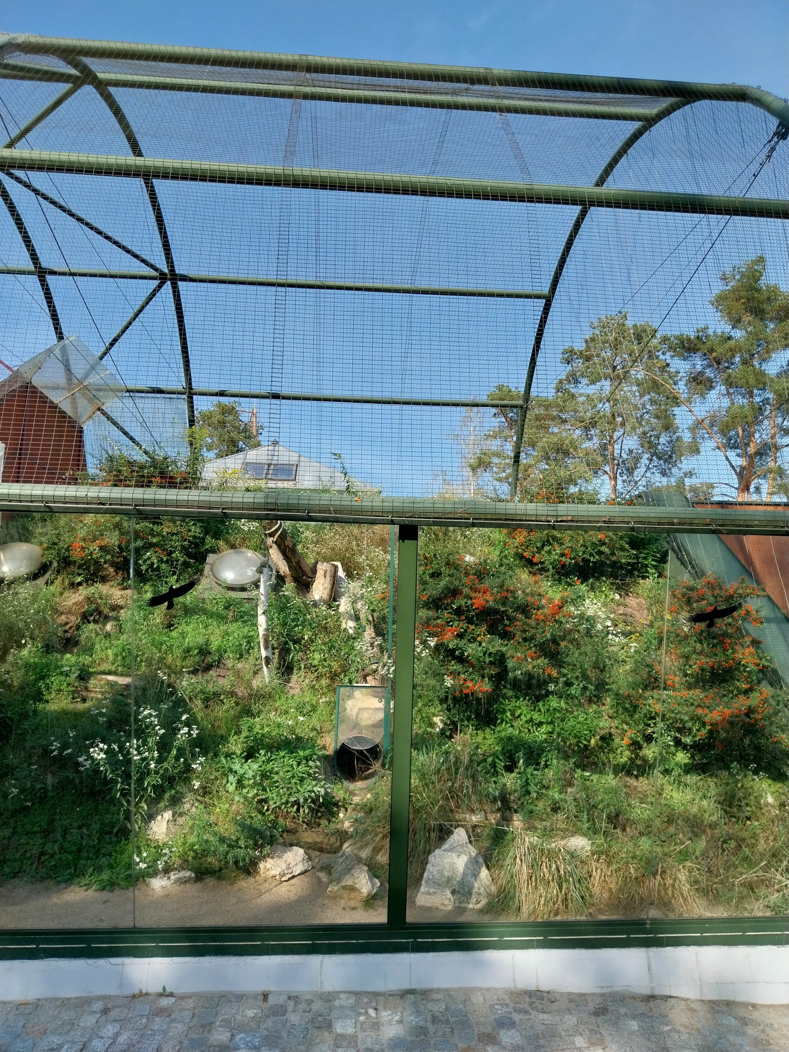 Lion House - Arabian Sand Cat (Felis margarita harrisoni) - Enclosure 2