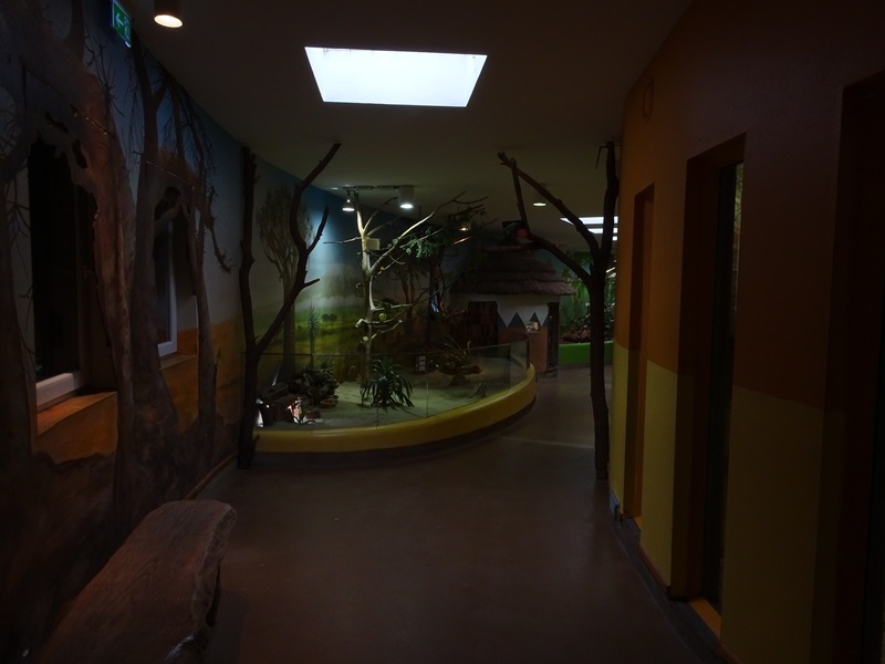 Lion House: Elephant shrew enclosure and viewing into lion indoor enclosure