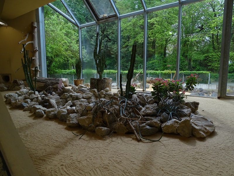 Lion House: Fennec indoor enclosure