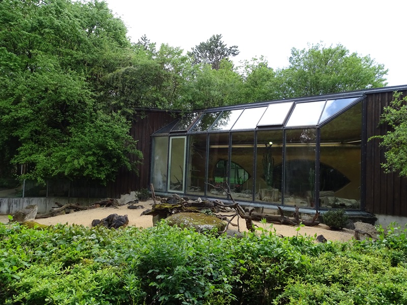 Lion House: Fennec outdoor enclosure