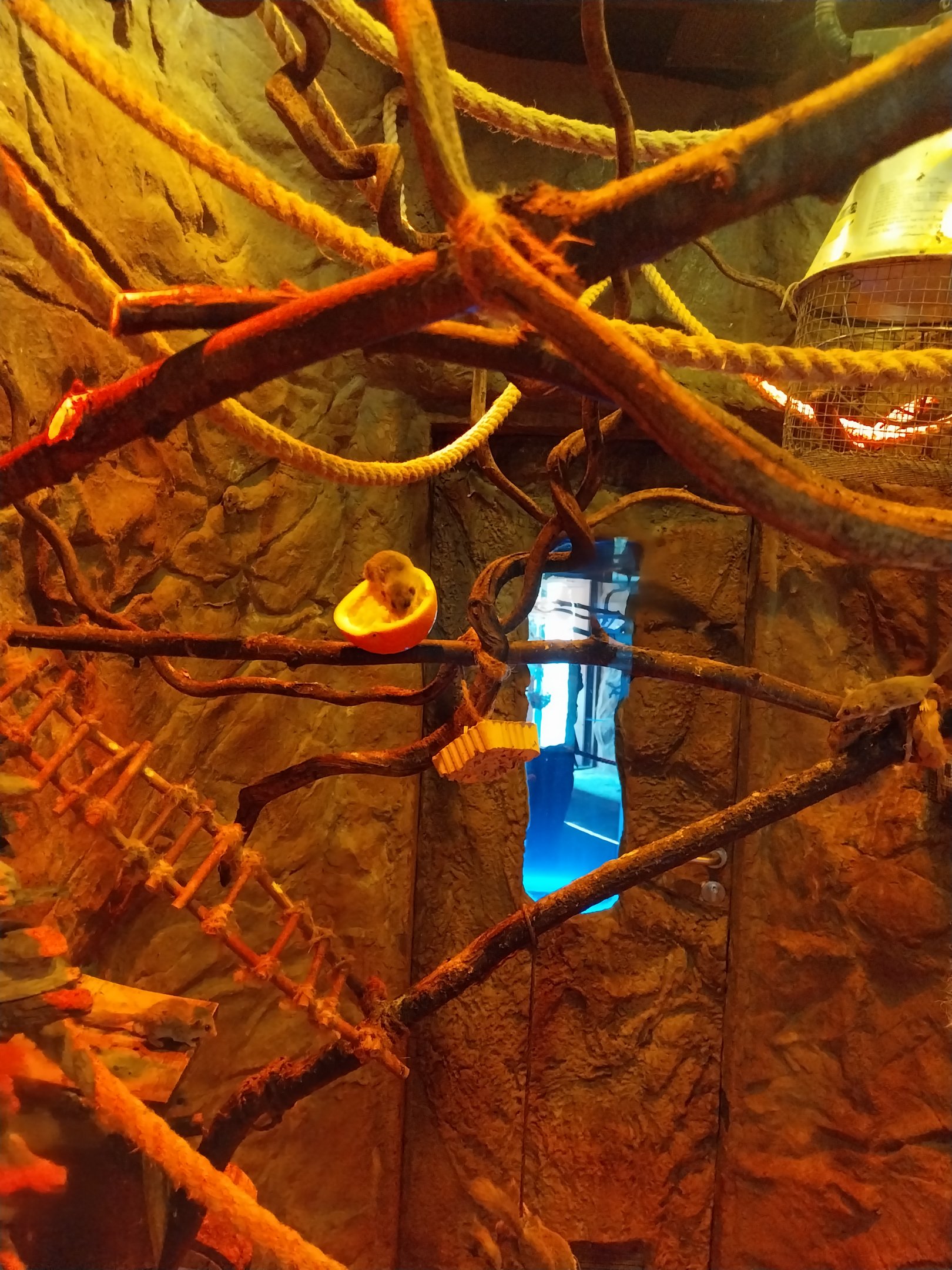 Lion House - Forest African Dormouse (Graphiurus murinus)