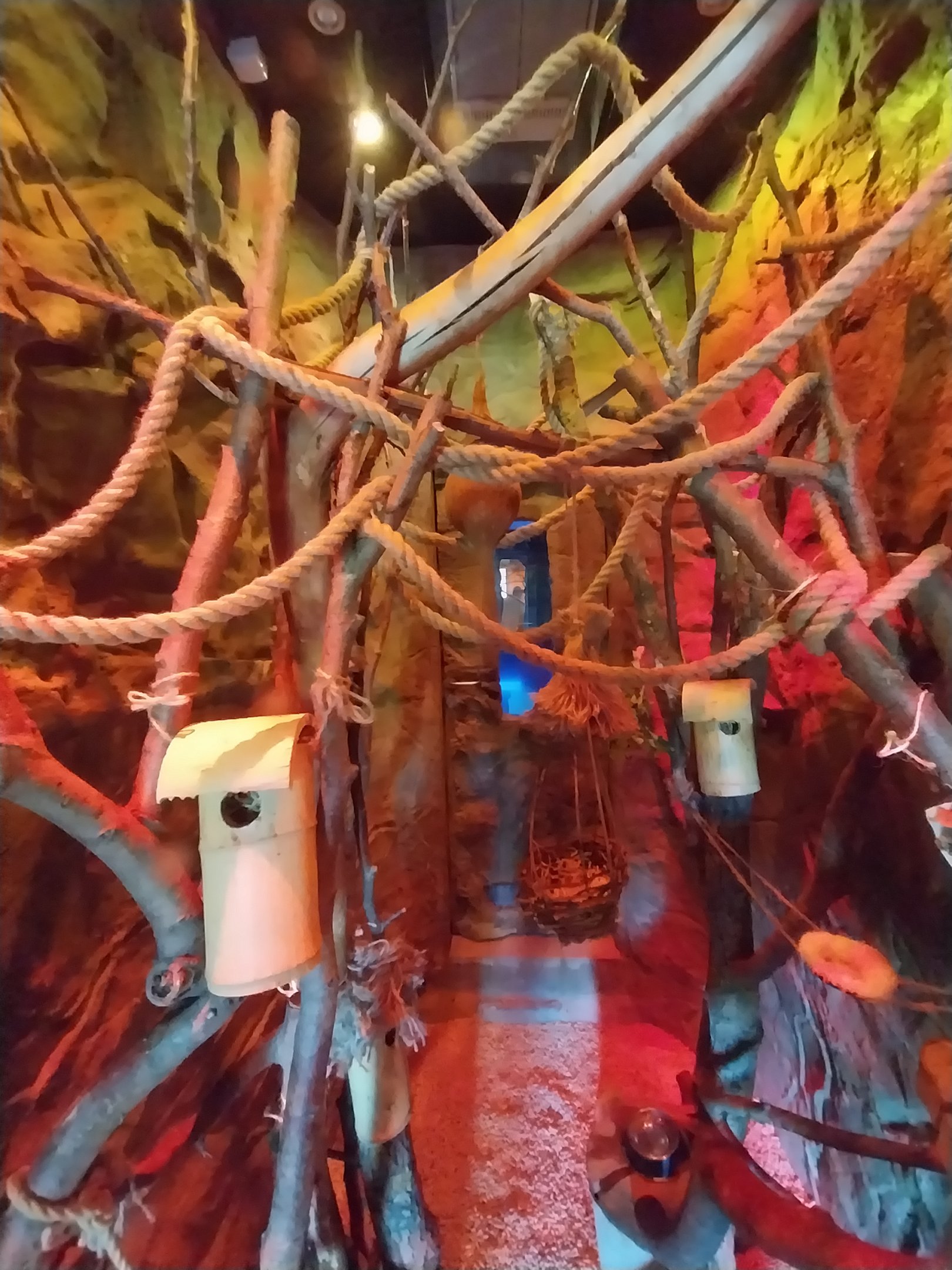 Lion House - Gray Mouse Lemur (Microcebus murinus)