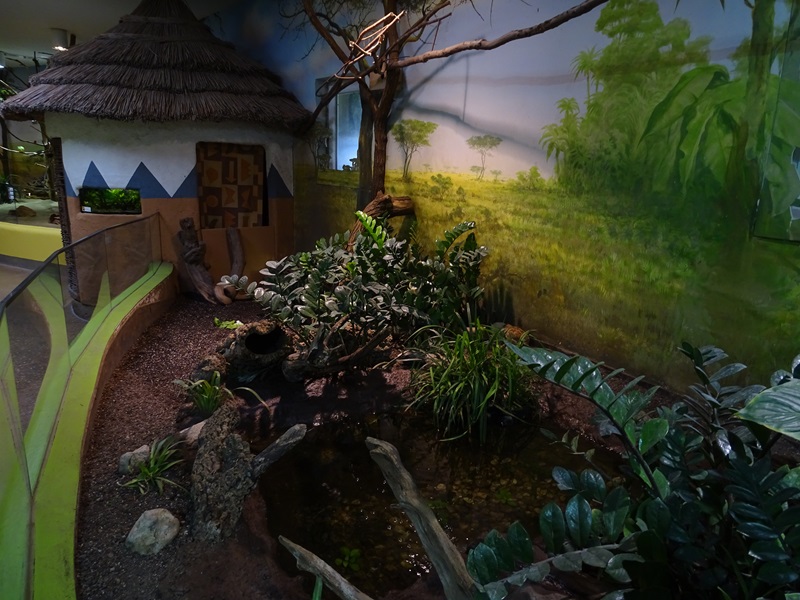 Lion House: Harlequin quail enclosure