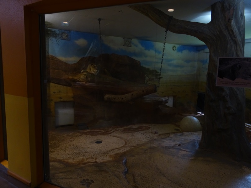 Lion House: Lion indoor enclosure