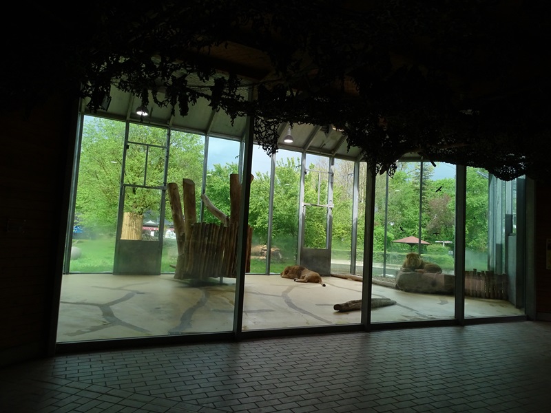 Lion House: Lion indoor enclosure