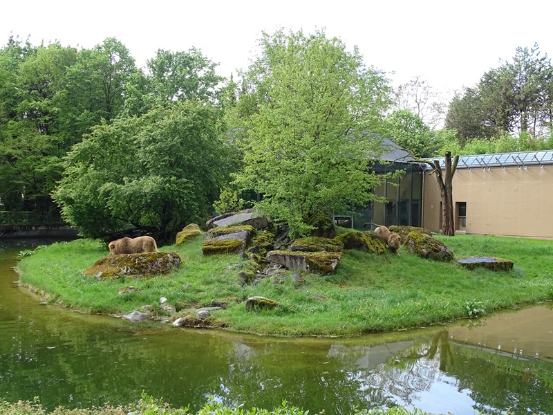 Lion House: Lion outdoor enclosure