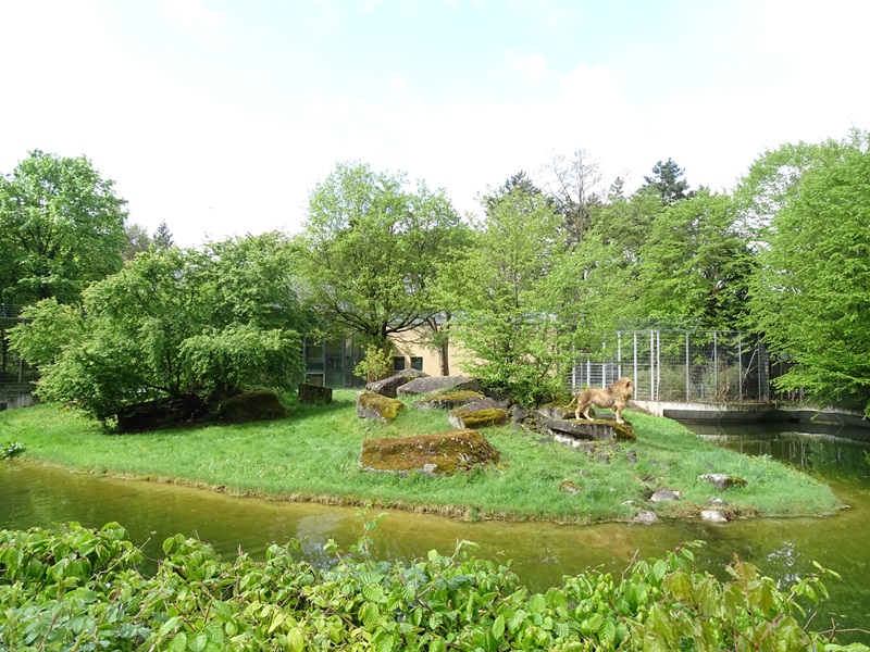 Lion House: Lion outdoor enclosure