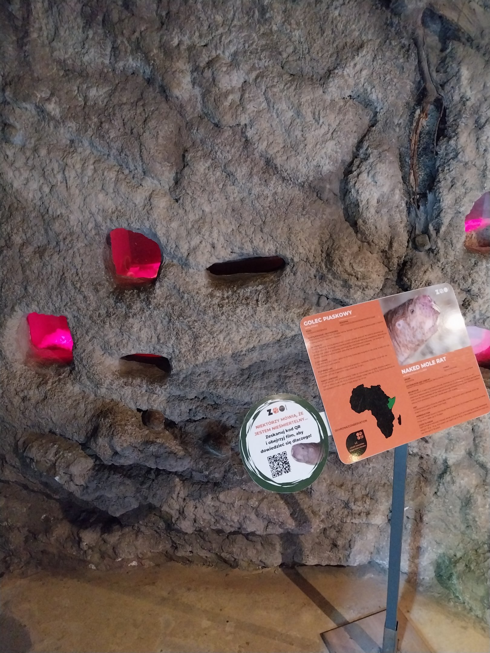 Lion House - Naked Mole-rat (Heterocephalus glaber)